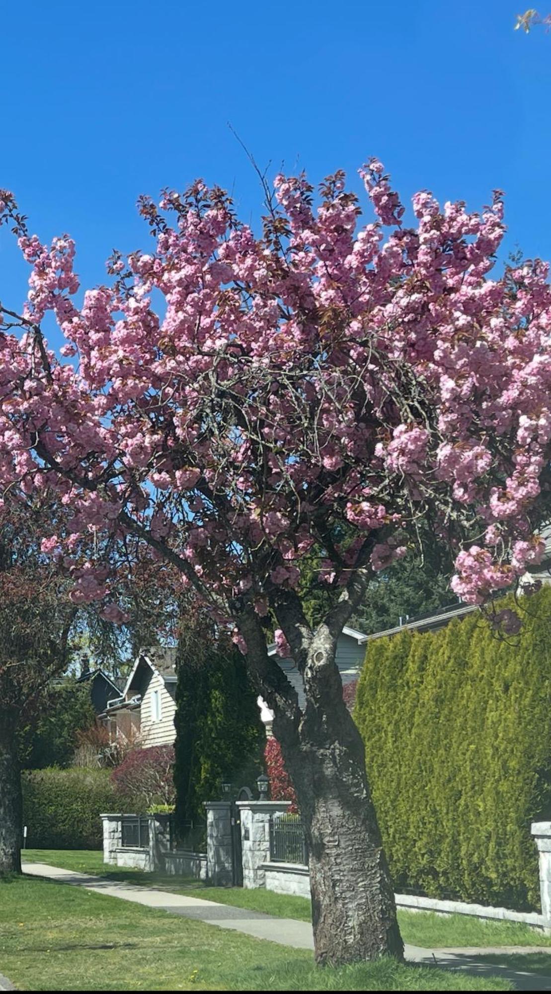 Campus Haven Homestay Vancouver